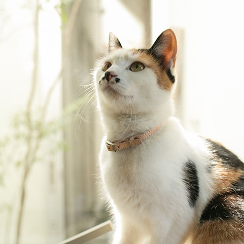 いちごペット用品店　牛ヌメ革カラー（猫用首輪）